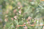 Eastern baccharis